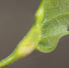 Melikaiella tumifica