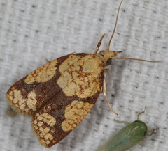 Cenopis ferreana