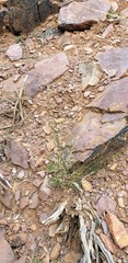 Digitaria brownii