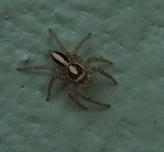 Leptofreya