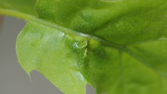 Melikaiella tumifica