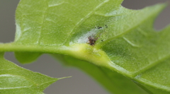 Melikaiella tumifica