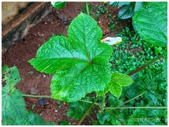 Abelmoschus esculentus