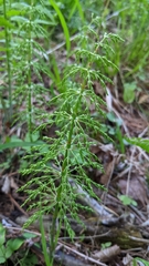 Equisetum sylvaticum