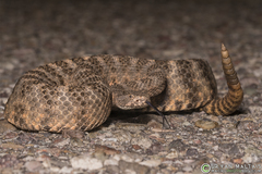 Crotalus tigris