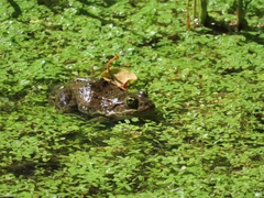 Rana pretiosa