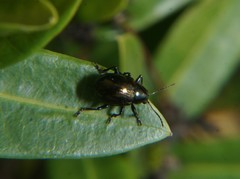 Typophorus