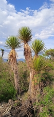 Yucca periculosa