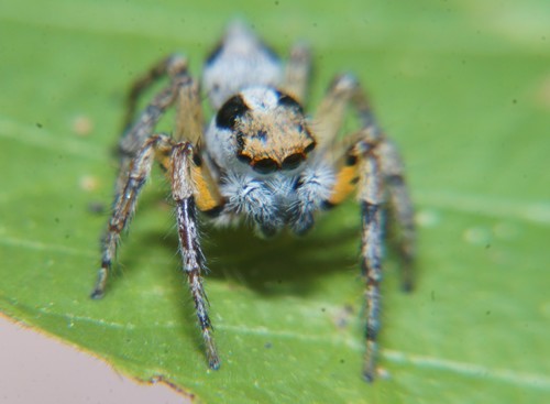 Tarkas maculatipes