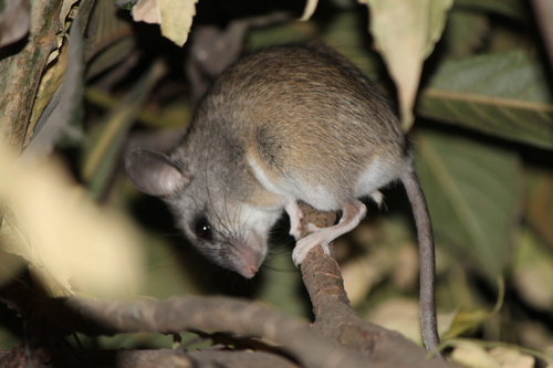 Peromyscus levipes