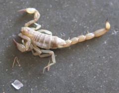 Chihuahuanus