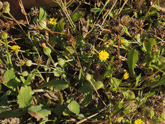 Hedypnois rhagadioloides