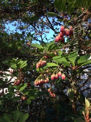 Enkianthus