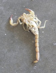 Chihuahuanus