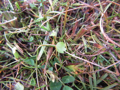 Ranunculus cheesemanii