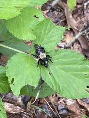 Laphria flavicollis