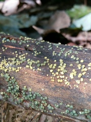 Trichoderma chromospermum