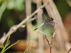 Erythrodiplax basifusca