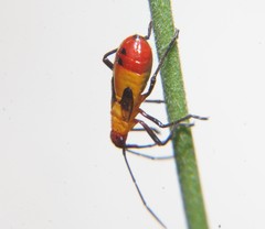 Oncopeltus spectabilis