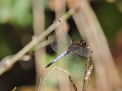 Erythrodiplax basifusca