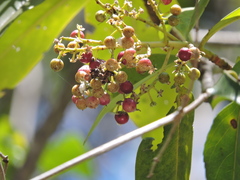 Ardisia revoluta