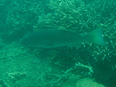 Plectropomus leopardus