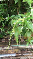 Magnoliopsida