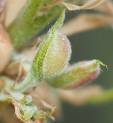 Macrodiplosis niveipila