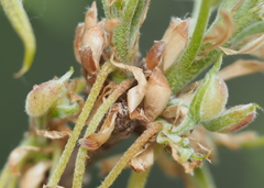 Macrodiplosis niveipila