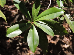 Ardisia revoluta