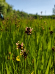 Juncus nevadensis