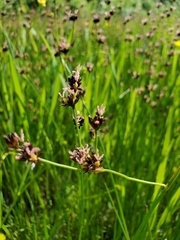 Juncus nevadensis