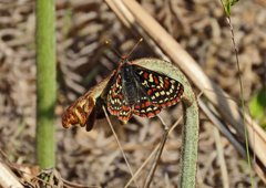 Euphydryas editha taylori