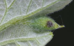 Macrodiplosis niveipila