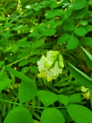 Lathyrus holochlorus