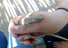 Gerrhonotus ophiurus