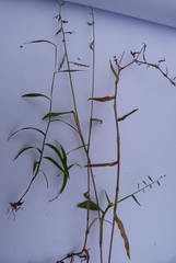 Urochloa villosa