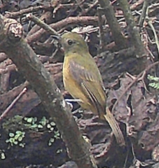 Mionectes oleagineus