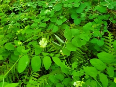 Lathyrus holochlorus