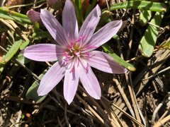 Lewisia rediviva