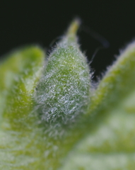 Macrodiplosis niveipila