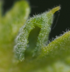 Macrodiplosis niveipila