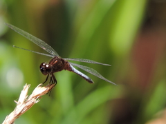 Erythrodiplax basifusca