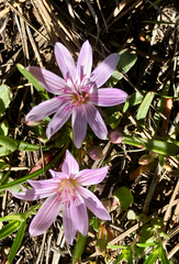 Lewisia rediviva