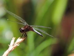 Erythrodiplax basifusca