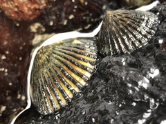 Cellana exarata