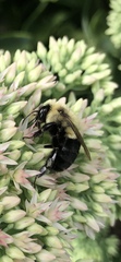 Bombus impatiens