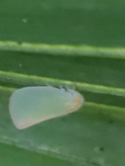 Ormenaria rufifascia image