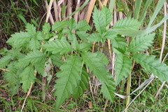 Vitex negundo cannabifolia