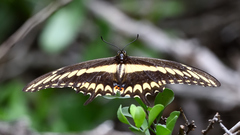 Papilio ornythion ornythion
